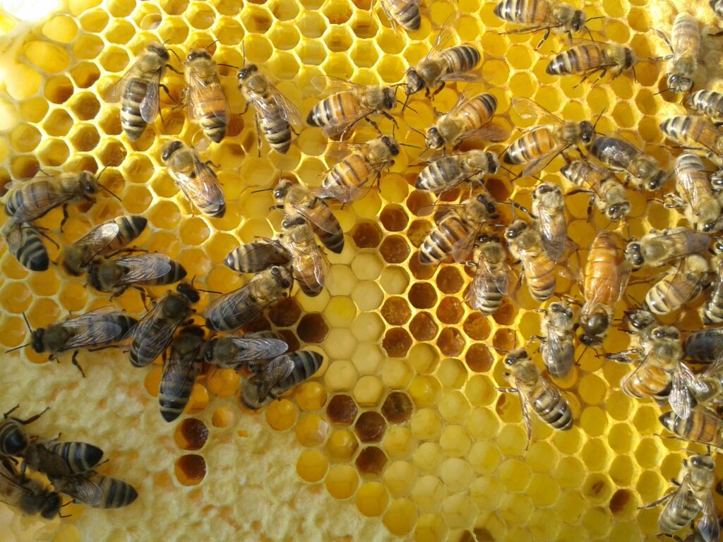 https://www.merveillesdabeilles.biz/wp-content/uploads/2021/05/aider-les-abeilles-du-quartier-1024x768.jpg