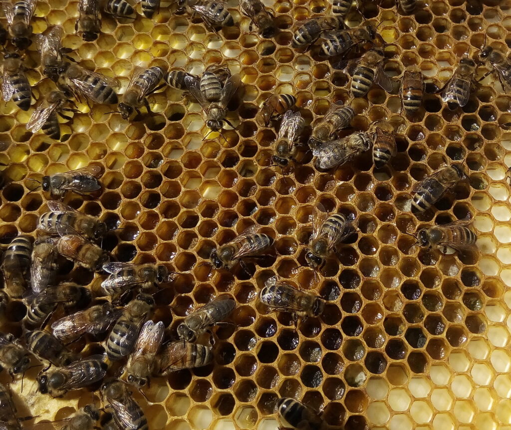 10 façons d'utiliser le pollen d'abeille et de fleur