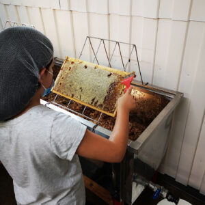 Récolte du miel : un guide étape par étape pour les apiculteurs 🐝