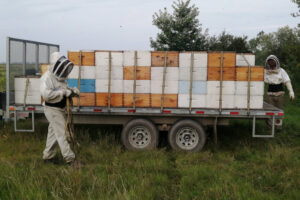 La récolte du miel : nos secrets d'apiculteurs