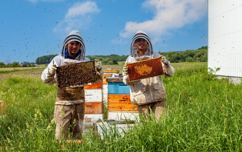 Qualificatif apiculture